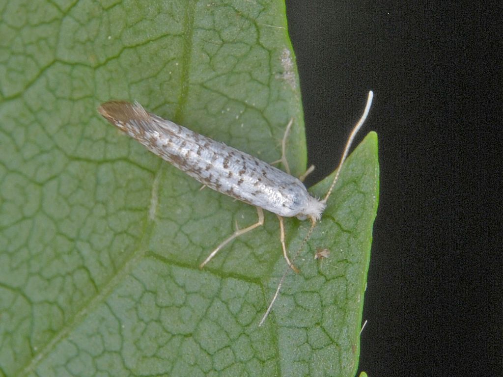 Iponomeutidae - identificazione. No, Argyresthiidae - Argyresthia retinella